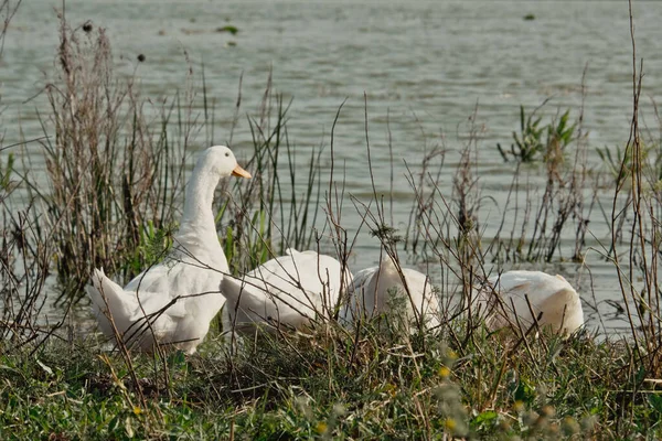 Vit Gås Nära Sjön Anka Gås Naturen Till Sista Timmen — Stockfoto