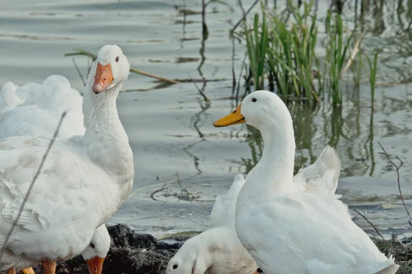 Bílá Husa Jezera Kachní Husa Přírodě Poslední Hodinu Hejno Bílých — Stock fotografie