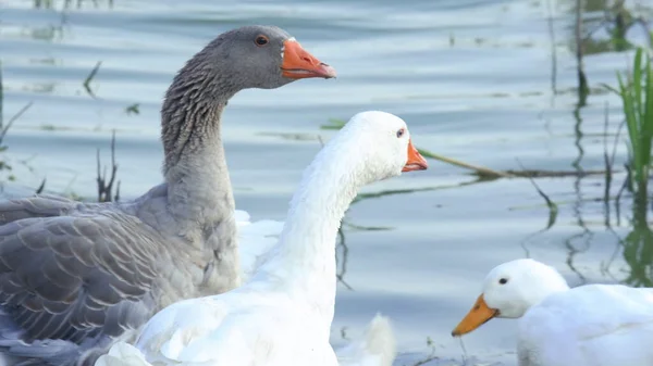 Geese Drink Water Lake Heads Eat Ground Flock White Brown — Stock Photo, Image