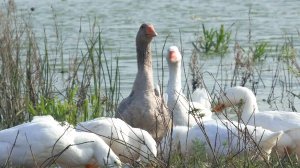 鹅把头抬起来 从湖里喝水 吃地上的食物 草场上成群的白鹅和棕鹅 农场里的家鹅 鹅在绿草上走着 — 图库照片