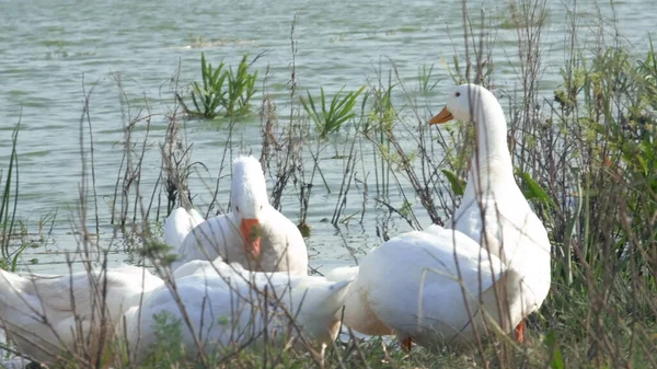 Gansos Bebem Água Lago Com Cabeça Erguida Comem Chão Rebanho — Fotografia de Stock