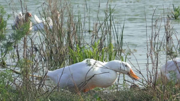 鹅把头抬起来 从湖里喝水 吃地上的食物 草场上成群的白鹅和棕鹅 农场里的家鹅 鹅在绿草上走着 — 图库照片