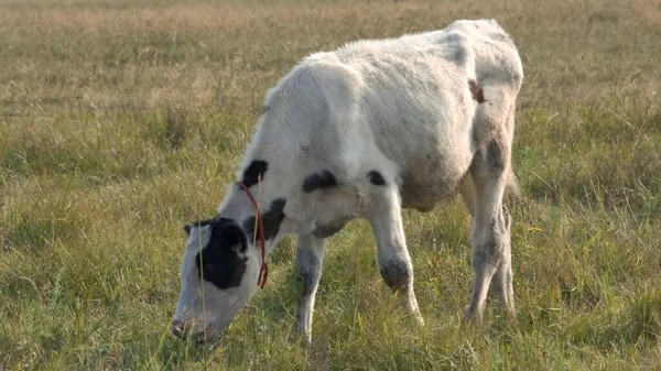 Una Vaca Lechera Está Comiendo Hierba Prado Una Gran Vaca —  Fotos de Stock
