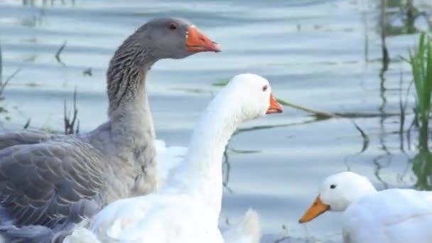 Kazlar Kafaları Yukarıda Gölden Içerler Topraktan Yerler Otlaktaki Beyaz Kahverengi — Stok video