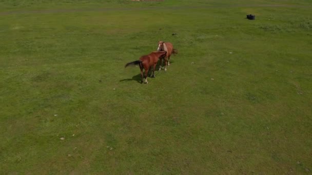 在野外的草原上 有两匹野马在空中飞来飞去 探险能力概念 春天里 一匹棕色的家马在草地上吃草 — 图库视频影像
