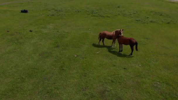Über Zwei Von Wildpferden Wilden Feldern Natur Durch Die Weide — Stockvideo