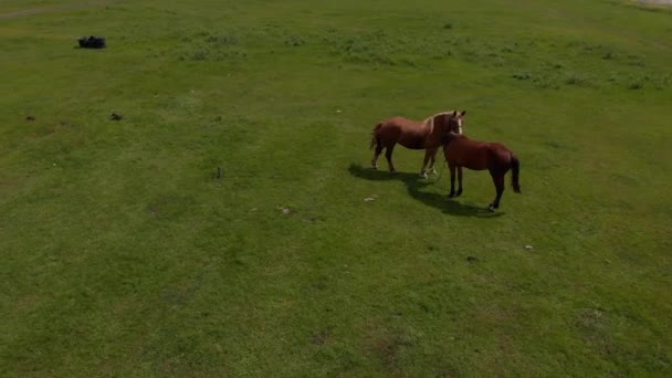 Aérea Sobre Dos Los Caballos Salvajes Los Campos Salvajes Naturaleza — Vídeos de Stock