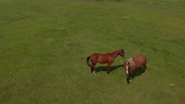 Aéreo Sobre Dois Cavalos Selvagens Campos Selvagens Natureza Através Prado — Vídeo de Stock