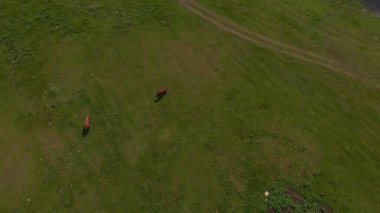 Vahşi çayırlarda iki vahşi atın üzerinde uçarak. At yetiştiriciliği, ekoloji, binicilik, keşif gücü konsepti. Kahverengi evcil bir at güneşli bir bahar gününde çayırda otlar.