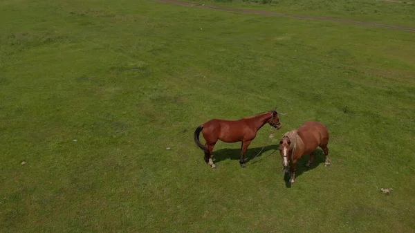 Aéreo Sobre Dois Cavalos Selvagens Campos Selvagens Natureza Através Prado — Fotografia de Stock