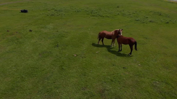 Aerial over two of wild horses in wild fields nature through meadow. Horse breeding, ecology, equestrian, exploration power concept. A brown domestic horse grazes in a meadow on a sunny spring day