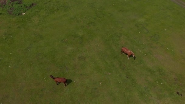 在野外的草原上 有两匹野马在空中飞来飞去 探险能力概念 春天里 一匹棕色的家马在草地上吃草 — 图库视频影像