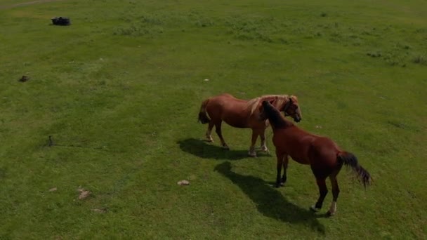 Aéreo Sobre Dois Cavalos Selvagens Campos Selvagens Natureza Através Prado — Vídeo de Stock