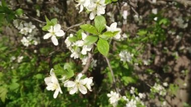Kiraz ağacındaki kiraz çiçeğinin beyaz çiçekleri. İlkbaharda kiraz bahçesinde ağaç dalı. Çiçek açan ağaçların arasında yürü.