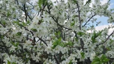 Kiraz ağacındaki kiraz çiçeğinin beyaz çiçekleri. İlkbaharda kiraz bahçesinde ağaç dalı. Çiçek açan ağaçların arasında yürü.