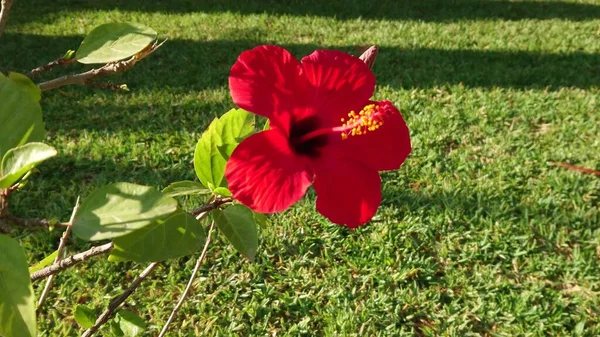 Fleur Thé Hibiscus Rouge Vue Rapprochée Sur Nature Les Étamines — Photo