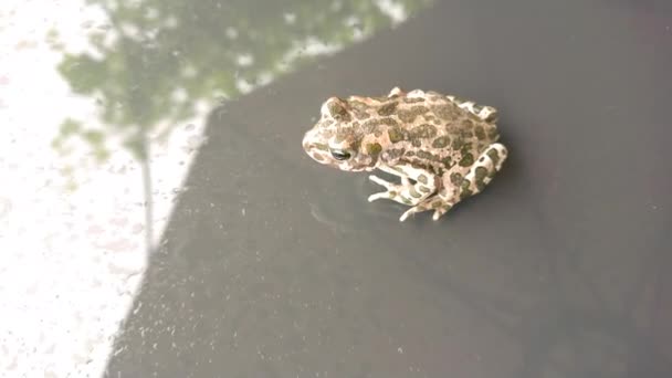Κοινός Βάτραχος Γυαλί Μετά Βροχή — Αρχείο Βίντεο