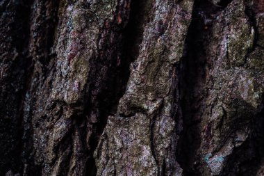 Üzerinde yeşil yosun ve liken olan bir ağacın kahverengi kabuğunun kabartmalı dokusu. Bir meşe kabuğunun geniş dairesel manzarası. Ağaç kabuğu deseni, arka plan olarak eski akçaağaç gövdesi