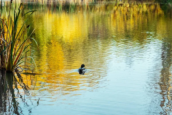 Живописный Цветной Лес Отражается Озере Осеннем Парке Солнечный День Плавающими — стоковое фото