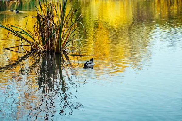 Den Pittoreska Färgskogen Speglas Sjön Höstparken Solig Dag Med Simmande — Stockfoto