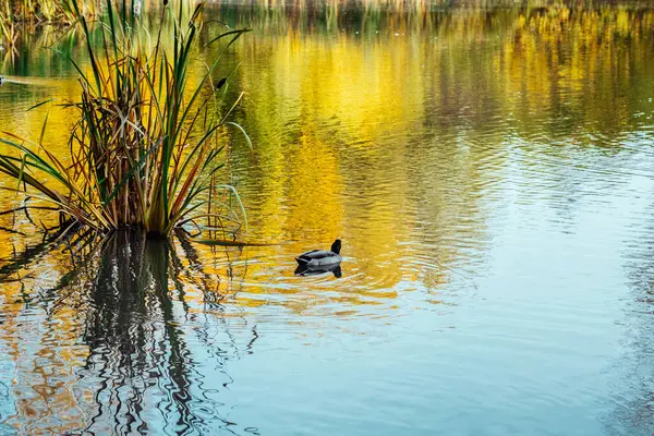 Floresta Colorida Pitoresca Refletida Lago Parque Outono Dia Ensolarado Com — Fotografia de Stock