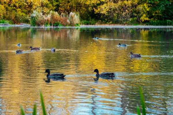 Den Pittoreska Färgskogen Speglas Sjön Höstparken Solig Dag Med Simmande — Stockfoto