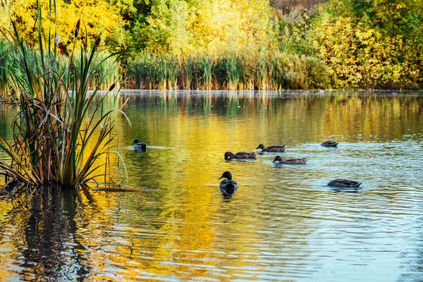 Den Pittoreska Färgskogen Speglas Sjön Höstparken Solig Dag Med Simmande — Stockfoto