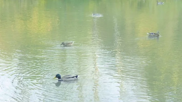 Den Pittoreska Färgskogen Speglas Sjön Höstparken Solig Dag Med Simmande — Stockfoto