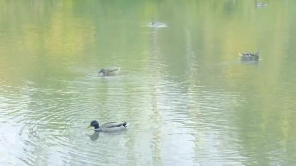 Den Pittoreska Färgskogen Speglas Sjön Höstparken Solig Dag Med Simmande — Stockvideo