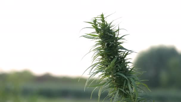 芽と葉を持つ成熟したマリファナ植物 屋外大麻農場でのマリファナ植物の質感 ハーブ代替医療 Cbd油 製薬業界の概念 — ストック動画