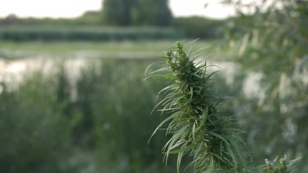 成熟的大麻植物 芽和叶子 室外大麻农场大麻植物的结构 草药替代药物 头孢菌素油 药用工业的概念 — 图库视频影像