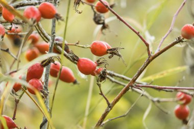 Briar Rose Rosehip (Almanca: Hagebutte) Rosa canina. Tatlı Briar. Taze olgun kalçalar, çiğ yaban mersini ya da tohum ve sağlıklı gıda kavramı olan köpek gülü meyveleri..
