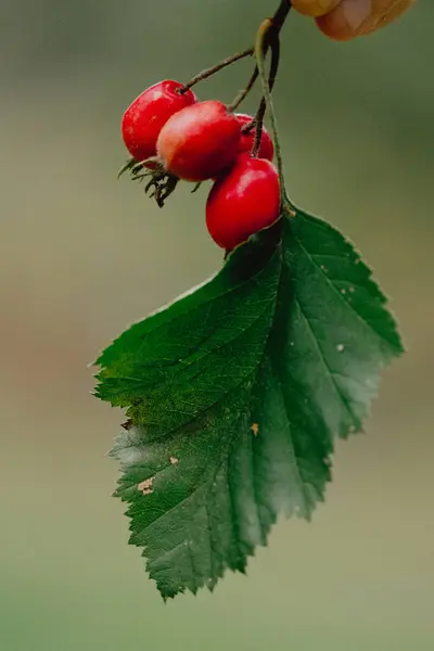 Fruta Vermelha Crataegus Monogyna Conhecido Como Espinheiro Espinheiro Semente Única — Fotografia de Stock