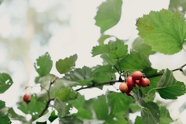 열매인 크라에 Crataegus Monogyna Sadthorn One Seeked Hathorn Mayflower Maythorn — 스톡 사진