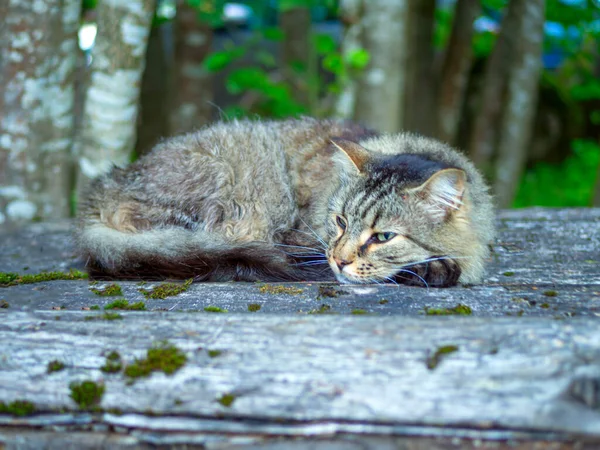 Beautiful Big Grey Cat Green Eyes Homeless Cat Walks Nature — Stock Photo, Image