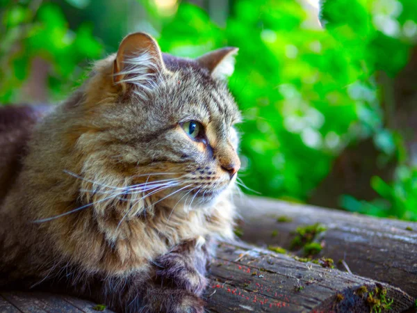 美丽的灰色大猫 绿色的眼睛 一只无家可归的猫在乡村的大自然中漫步 — 图库照片