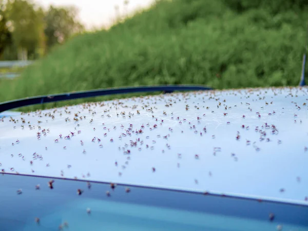 Live flies stuck around the car. Close-up. Many insects.