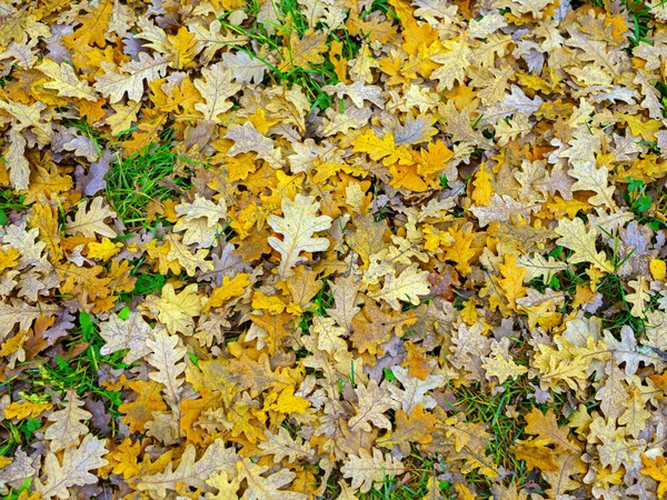 Trockenes Herbstlaub Liegt Auf Dem Boden — Stockfoto