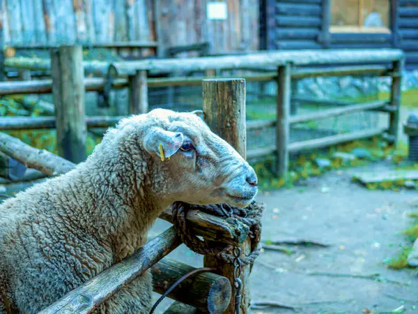 牧場の動物の羊のかわいい肖像画 春の子羊 — ストック写真