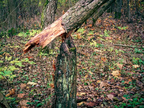 Broken tree trunk in a park. Old broken tree deep in forest.