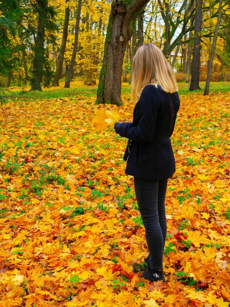 Giovane Donna Raccoglie Caduto Colorato Autunno Foglie Donna Che Cammina — Foto Stock