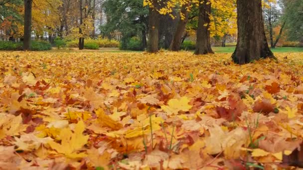 Herfst sinaasappelbladeren — Stockvideo