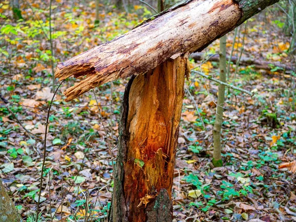 Broken Tree Trunk Park Old Broken Tree Deep Forest — Stock Photo, Image