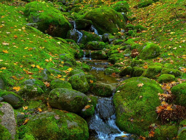 River Stream Enchanted Serene Autumn Forest — Stock Photo, Image