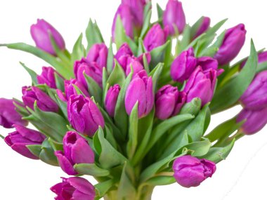 Beyaz arka planda izole edilmiş vazodaki mor laleler. Bahar Kompozisyonu. 