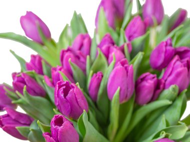 Beyaz arka planda izole edilmiş vazodaki mor laleler. Bahar Kompozisyonu. 