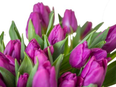 Beyaz arka planda izole edilmiş vazodaki mor laleler. Bahar Kompozisyonu. 