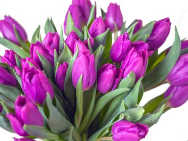 beyaz arkaplanda izole edilmiş mor laleler.