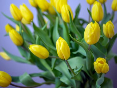 Sevgililer Günü ve Anneler Günü için bir buket sarı lale. Tasarım için alanı kopyala. tatil konsepti. Kapat.