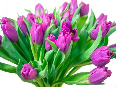 Mor lale buketi. Sevgililer Günü ve Anneler Günü. Tasarım için kopyalama alanı. tatil konsepti. Kapat.